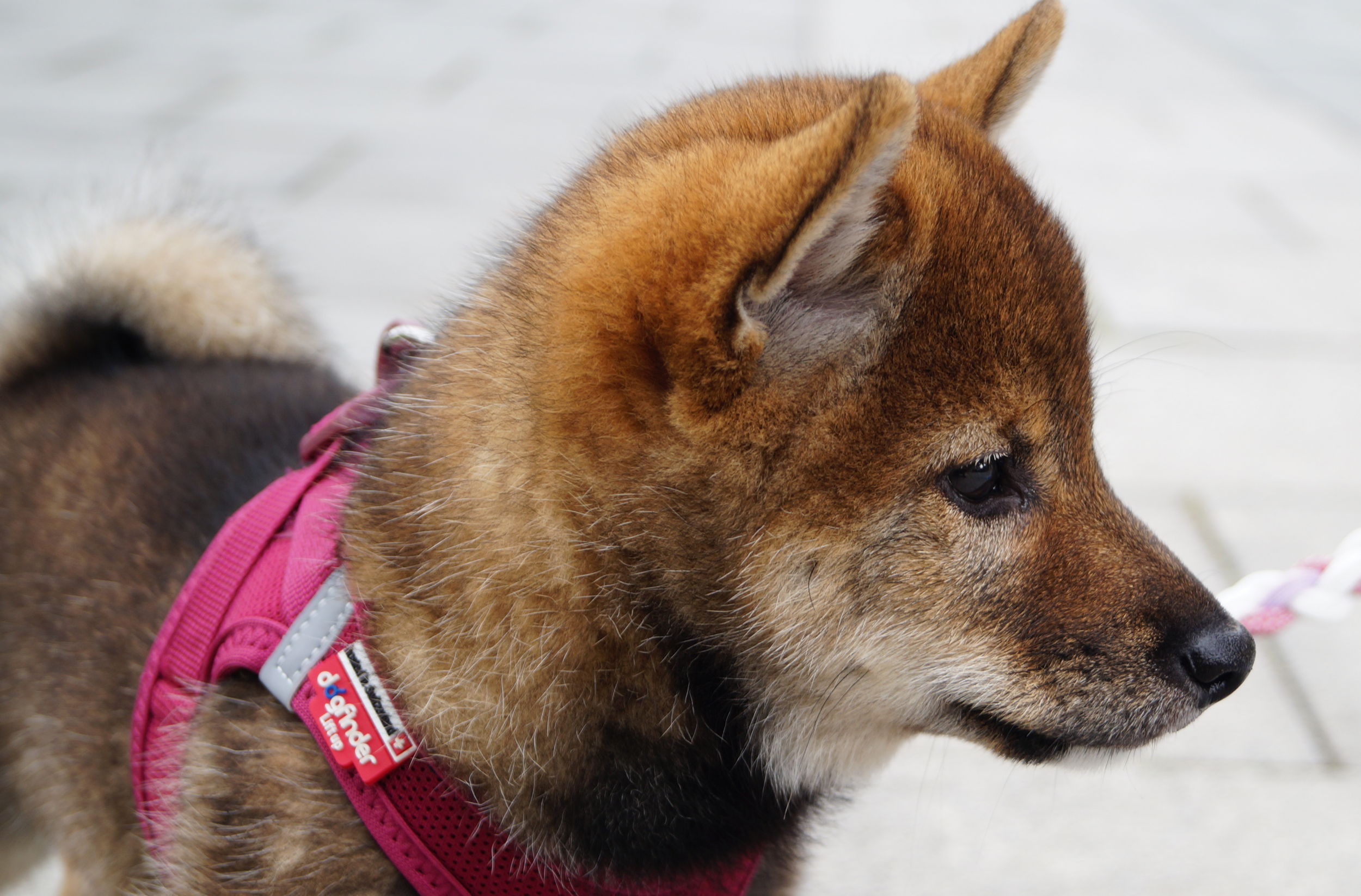 Milli the Shiba Inu